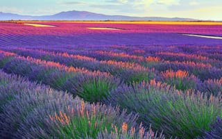 Картинка закат, цветы, простор, красота, Франция, гора, Горизонт, Sunset