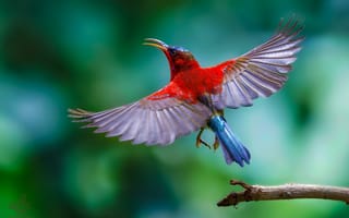 Картинка боке, оперенье, Crimson Sunbird, взмах крыльев, Багровая солнечная птица, Leo Ngo