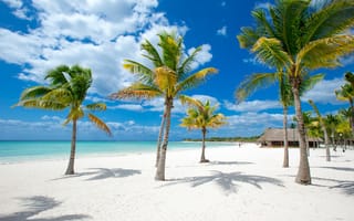 Картинка песок, море, пляж, лето, summer, beach, небо, пальмы