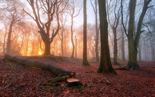 Картинка туман, деревья, лес, утро