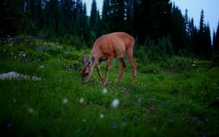 Картинка природа, животное