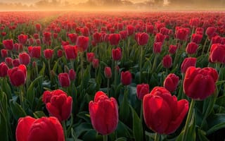 Картинка Landscape, Flowers, Netherlands, Tulip Field, Tulip flowers, Red Tulips, Spring flowers, Sunrise