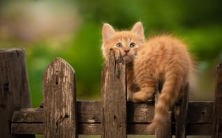 Картинка забор, рыжий, котёнок, Юрий Коротун