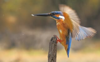 Картинка Orange, Blue, Eye, White, Wings, Black, Beak, Drops