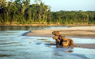 Картинка Peru, Перу, семейство капибар, Manu National Park, Амазонка, Capybara family, Amazon, Национальный парк Ману