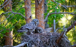 Картинка деревья, птицы, nest, Финляндия, Finland, гнездо, Great gray owls, сосны