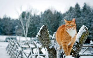 Картинка кошка, кот, забор, деревья, снег, природа, рыжий, зима