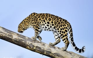 Картинка небо, амурский леопард, бревно, дикая кошка, хищник, профиль