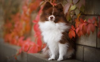 Картинка dog, beautiful, fluffy