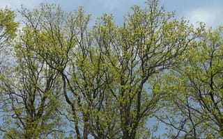 Картинка лес, небо, дуб, Март, деревья, весна