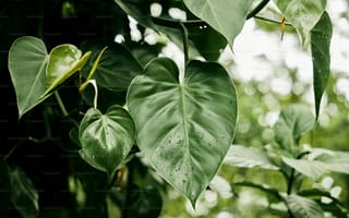 Картинка листья, растение, филодендрон, сканденс
