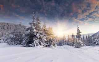 Обои ёлки, солнце, зима, рассвет, снег, лес