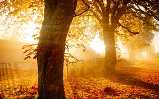 Картинка осень, деревья, восход, закат
