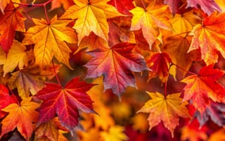 Картинка осень, листья, colorful, leaves, autumn, клен