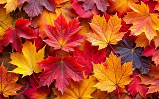Картинка осень, листья, autumn, leaves, colorful, клен