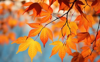 Картинка осень, листья, autumn, деревья, colorful, leaves