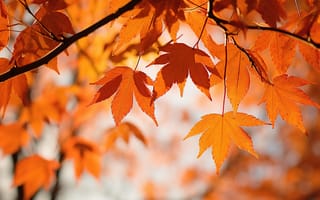 Картинка осень, листья, colorful, деревья, leaves, autumn