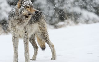 Картинка снег, серый, волк, хищник, смотрит