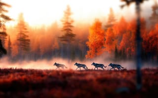 Картинка поле, осень, волк, свет, лес, деревья, размытие, туман