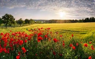 Картинка Бавария, Bayern, Mohnfelder Adelschlag, poppy field, Монфельдер-Адельшлаг, маковое поле