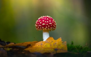 Картинка nature, depth of field, FALLEN LEAVES, closeup, Albert Dros, mushroom, leaves