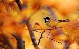 Картинка боке, листья, ветка, осень, птичка