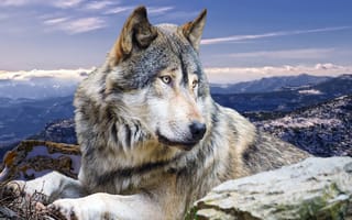 Обои волк, животные, природа, горы, хищник