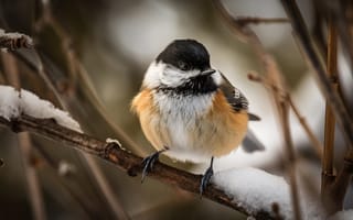 Картинка great, branch, perched, snowy, tit