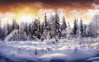Обои зима, снег, елки, цвет, лес, небо