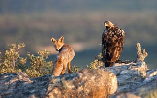 Картинка взгляд, Mortal enemies, орёл, лиса