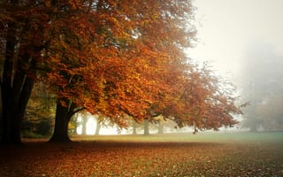 Обои парк, осень, утро, ковёр из листьев, туман, кроны деревьев