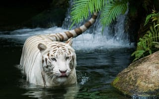 Обои тигр, white tiger, кошка, белый тигр, tiger