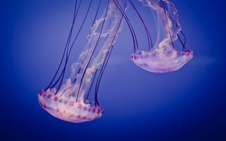 Картинка Jelly, медузы, аквариум