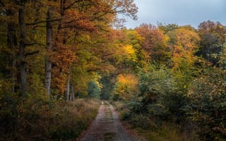 Картинка дорога, осень, деревья