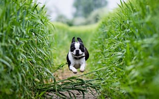Картинка green, dog, running, Bulldog, scenery, hop, french