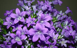 Картинка фиолетовый, листья, цветы, пыльца, макро, сиреневый, тычинки, лепестки