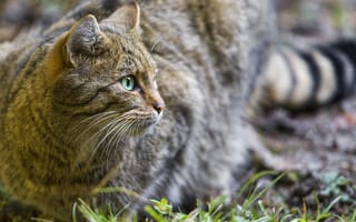 Картинка кошка, профиль, лесной кот, ©Tambako The Jaguar, дикий кот