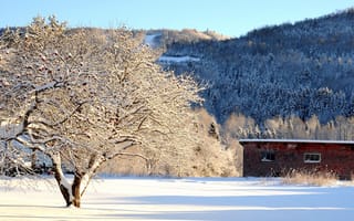 Обои дерево, сарай, зима, яблоня, горы, снег