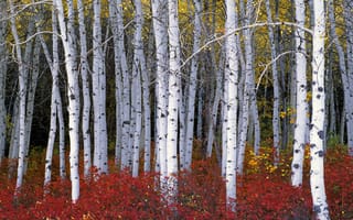 Картинка осина, осень, деревья, листья, лес, кусты