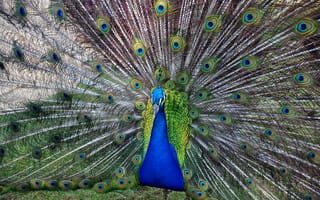 Картинка птица, перья, хвост, bird, оперение, павлин, peacock, красивая птица