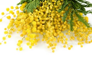 Картинка цветы, мимоза, delicate, flowers, spring, mimosa, желтый, весна, yellow