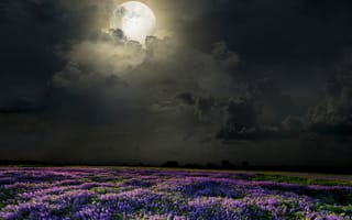 Обои луна, лаванда, цветы, ночь, поле