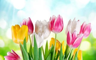 Обои цветы, tulips, spring, тюльпаны, sky, flowers, весна, sunshine, colorful