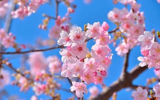 Картинка сакура, весна, природа, красота, цветы