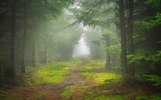 Картинка лес, деревья, Edale Valley, туман, тропа, James Mills, England