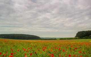 Картинка деревья, цветы, холодное, красные цветы, cold, flowers, trees, лагерь