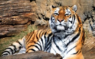Картинка тигр, хищник, большая кошка, млекопитающее, Panthera tigris, зверь