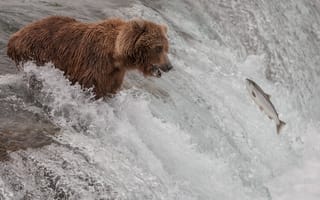 Картинка медведь, река, рыба, поток