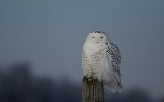 Картинка ветки, branch, snowy owl, eyes closed, полярная сова, закрытыми глазами