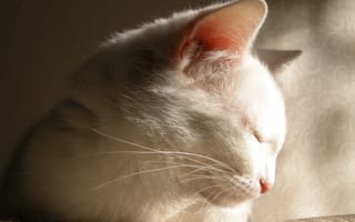 Картинка кот, прелесть, белый, засыпает